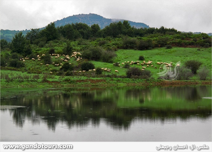 داماش