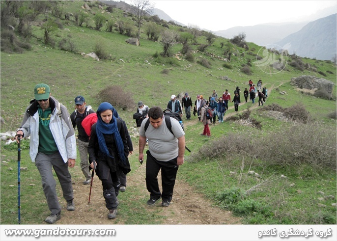 جنگل ارفع کوه