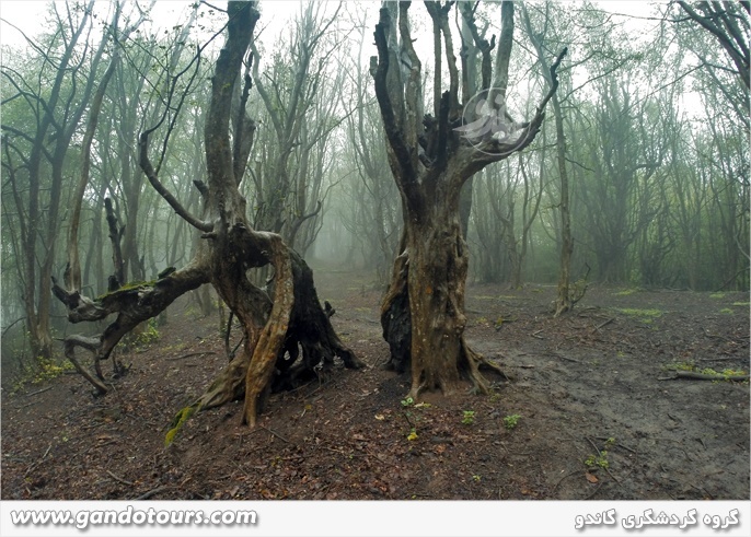 جنگل شیرکوه