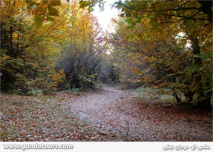 جنگل مرس سی