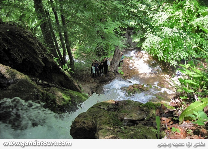 تور جنگل